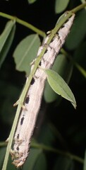 Catocala nuptialis