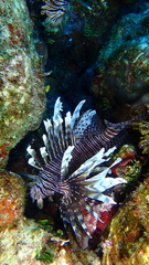 Pterois volitans