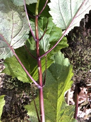 Scrophularia marilandica