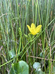 Ornduffia reniformis