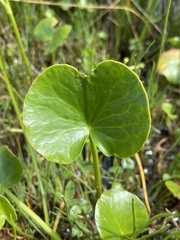 Ornduffia reniformis