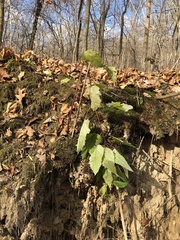 Scrophularia marilandica