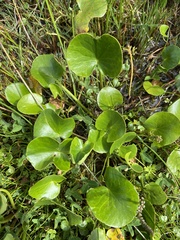 Ornduffia reniformis