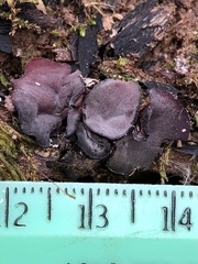 Ionomidotis irregularis