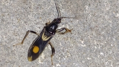 Rasahus hamatus