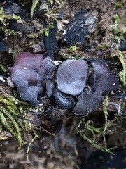 Ionomidotis irregularis