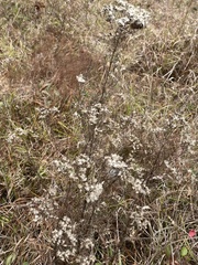 Eupatorium hyssopifolium