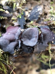 Ionomidotis irregularis