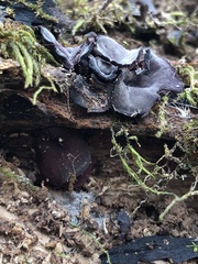 Ionomidotis irregularis