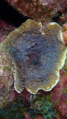 Helioseris cucullata