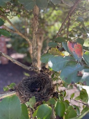 Thryothorus ludovicianus