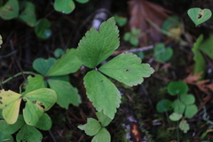 Anemonastrum deltoideum
