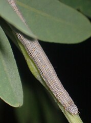 Catocala nuptialis