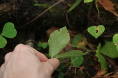 Anemonastrum deltoideum