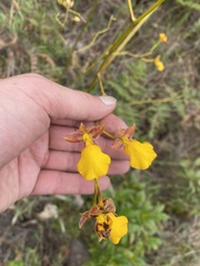 Cyrtochilum aureum