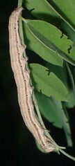 Catocala nuptialis