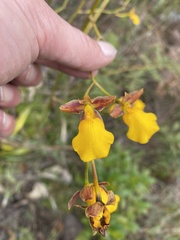 Cyrtochilum aureum