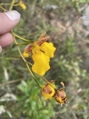 Cyrtochilum aureum