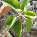 Ficus petiolaris palmeri - Photo no rights reserved, uploaded by Erica Krimmel