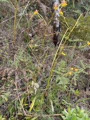 Cyrtochilum aureum