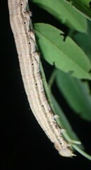 Catocala nuptialis