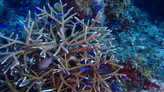 Acropora cervicornis