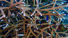 Acropora cervicornis