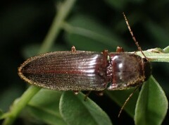 Hemicrepidius nemnonius