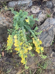 Crotalaria spectabilis