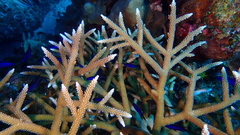 Acropora cervicornis