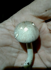 Leucoagaricus