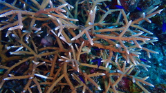 Acropora cervicornis