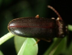 Hemicrepidius nemnonius