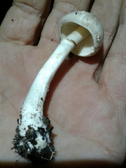 Leucoagaricus