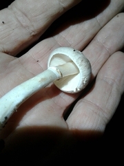 Leucoagaricus