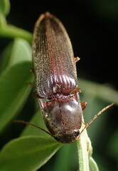 Hemicrepidius nemnonius