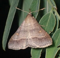 Renia flavipunctalis