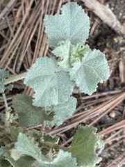 Malacothamnus fasciculatus