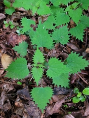 Urtica sykesii