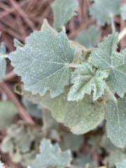 Malacothamnus fasciculatus