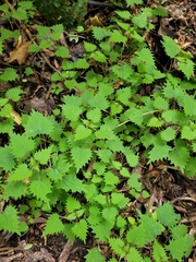 Urtica sykesii