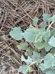 Malacothamnus fasciculatus