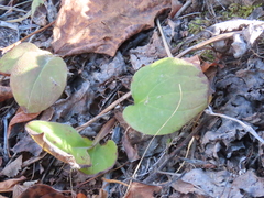 Pyrola asarifolia