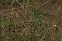 Eupatorieae
