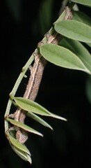 Catocala nuptialis