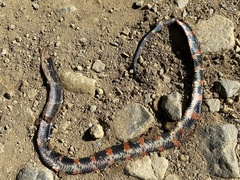 Oxyrhopus petolarius