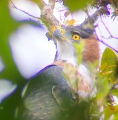 Spizaetus ornatus