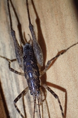 Macropathini