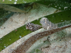 Cerithium litteratum