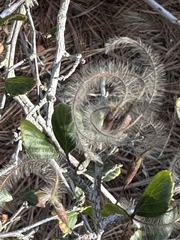 Cercocarpus minutiflorus